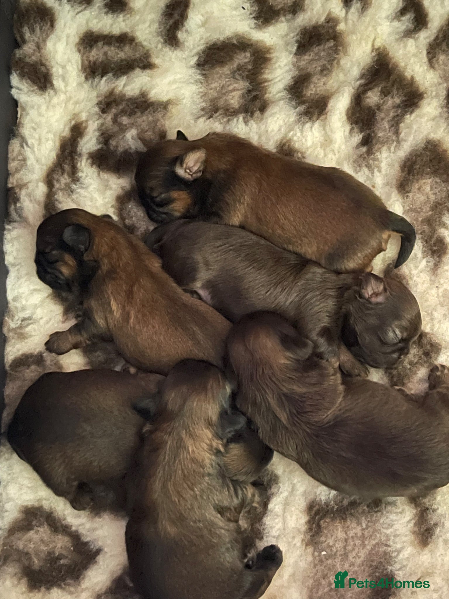 Shih Tzu dogs Shih Tzu Puppies - Advert 2