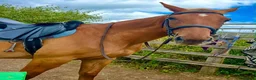 British Warmblood horses for sale: Stunning 16.1 warmblood mare  - Advert 14