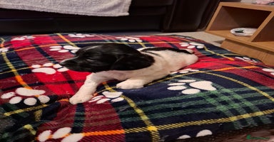 Sprocker dogs Sprocker spaniel pups - Advert 4