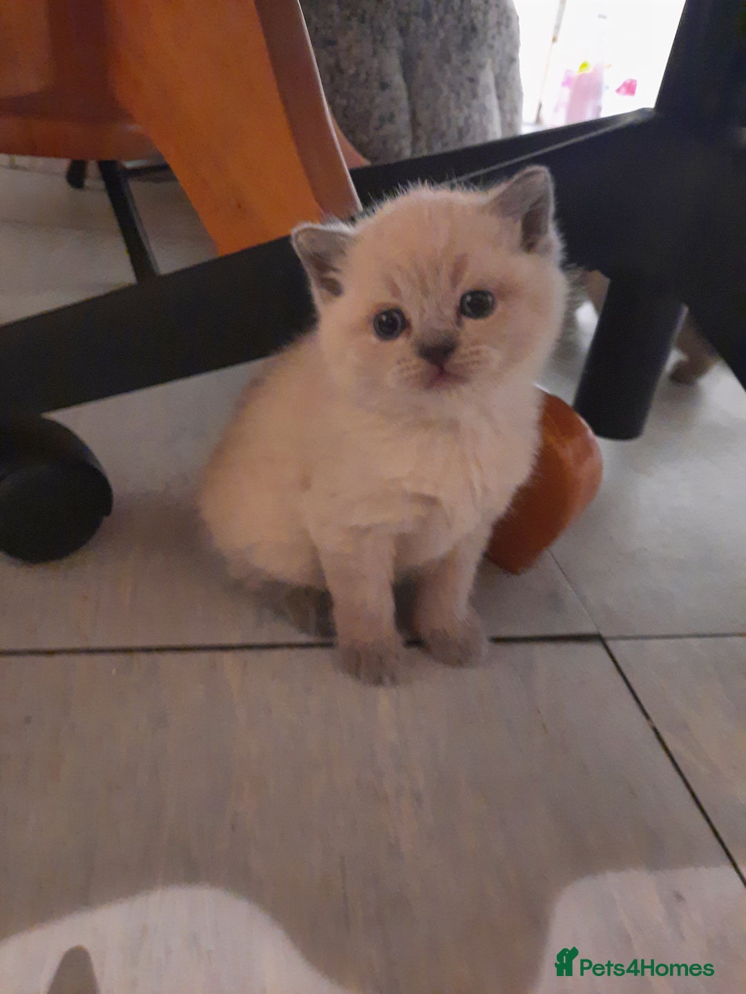 British Shorthair cats for sale: British shorthair kittens  - Advert 13