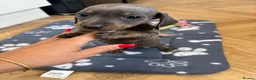 Dachshund dogs for sale: 1 female 4 male beautiful dachshund puppies  - Advert 23