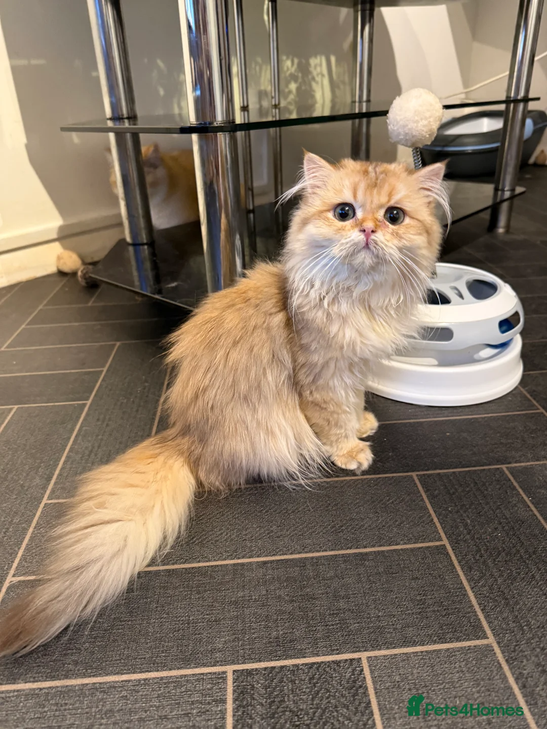 British Longhair cats for sale: GCCF reg BLH Last Chocolate Golden Male Kitten - Advert 25