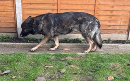 German Shepherd dogs for sale: 10 amazing german shepherd puppies - Advert 7