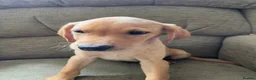 Labrador Retriever dogs for sale: Stunning yellow boy  - Advert 2