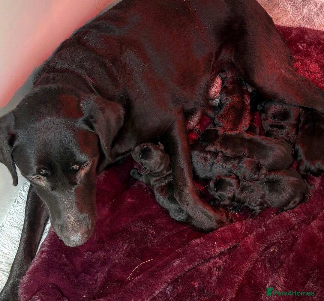 Labrador Retriever dogs for sale: Beautiful kennel club pups with impressive lines - Image 17