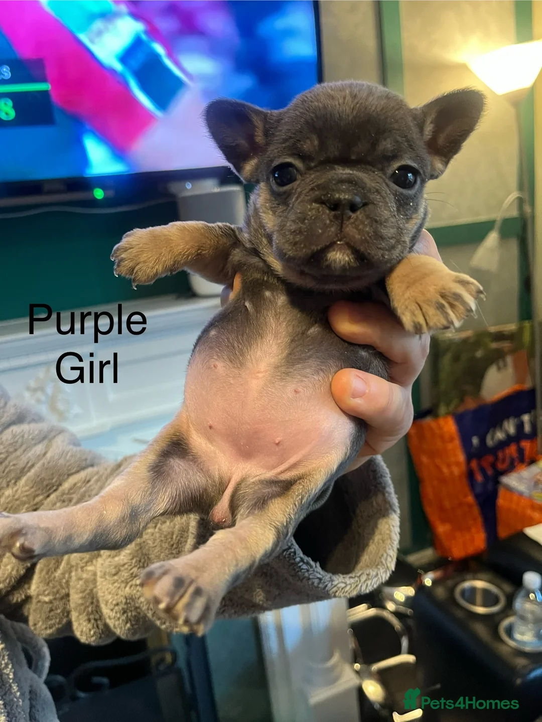 French Bulldog dogs for sale: DWKC Registered French Bulldog puppies for sale - Advert 16