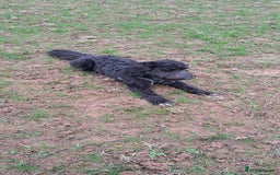 Australian Labradoodle dogs for sale: Miniture labradoodle puppies available  - Image 21