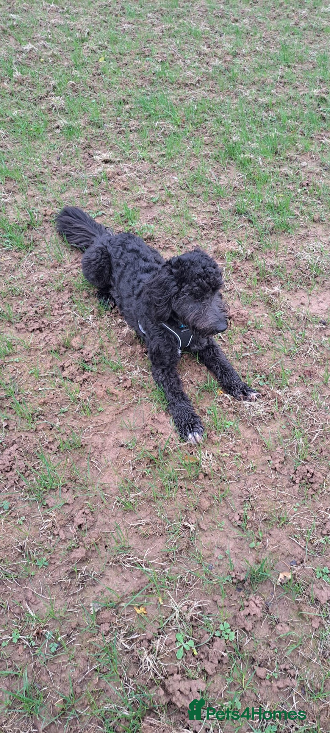 Australian Labradoodle dogs for sale: Miniture labradoodle puppies available  - Image 21