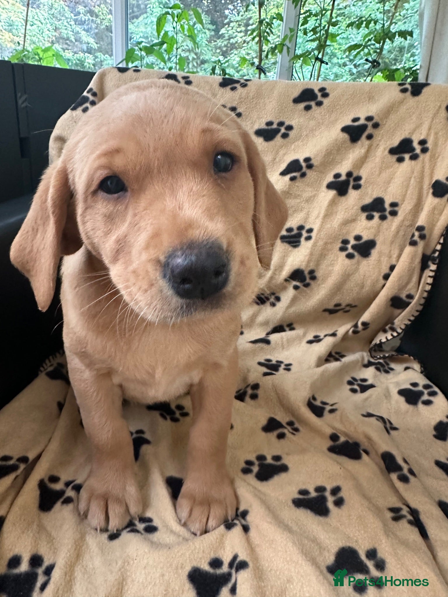 Labrador Retriever dogs Adorable Fox Labrador Puppies 1 x boy & 2 x girls  - Advert 6