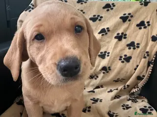 Labrador Retriever dogs Adorable Fox Labrador Puppies 1 x boy & 2 x girls - Advert 3