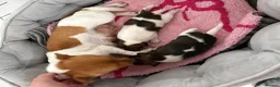 Jack Russell dogs for sale: Jack Russell puppies  - Advert 2