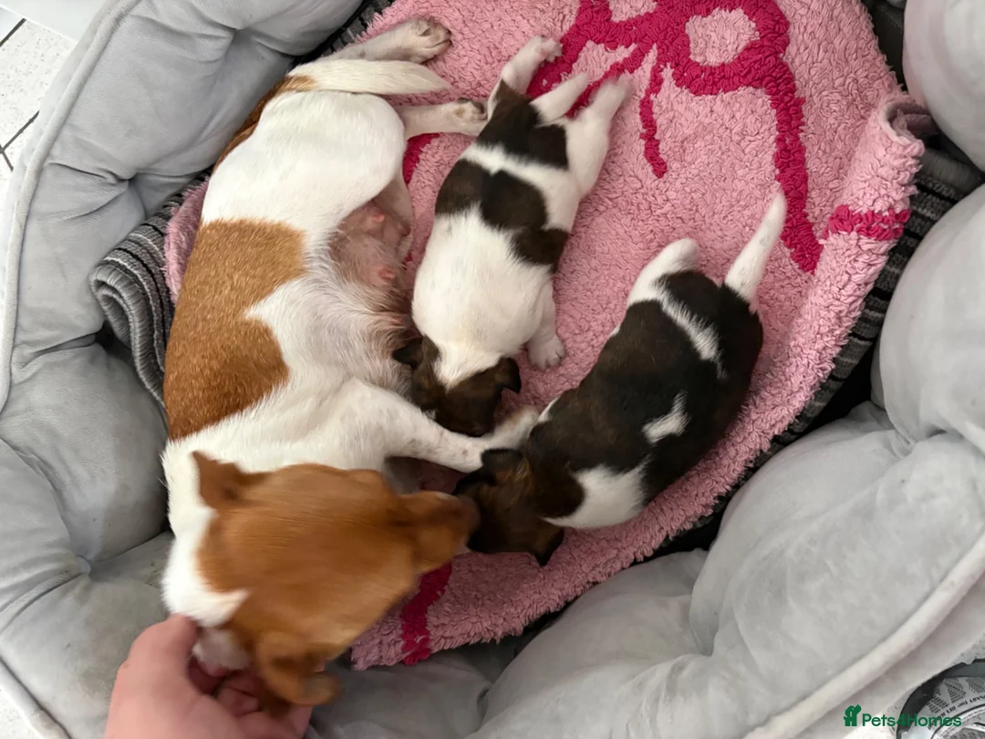 Jack Russell dogs for sale: Jack Russell puppies  - Advert 2