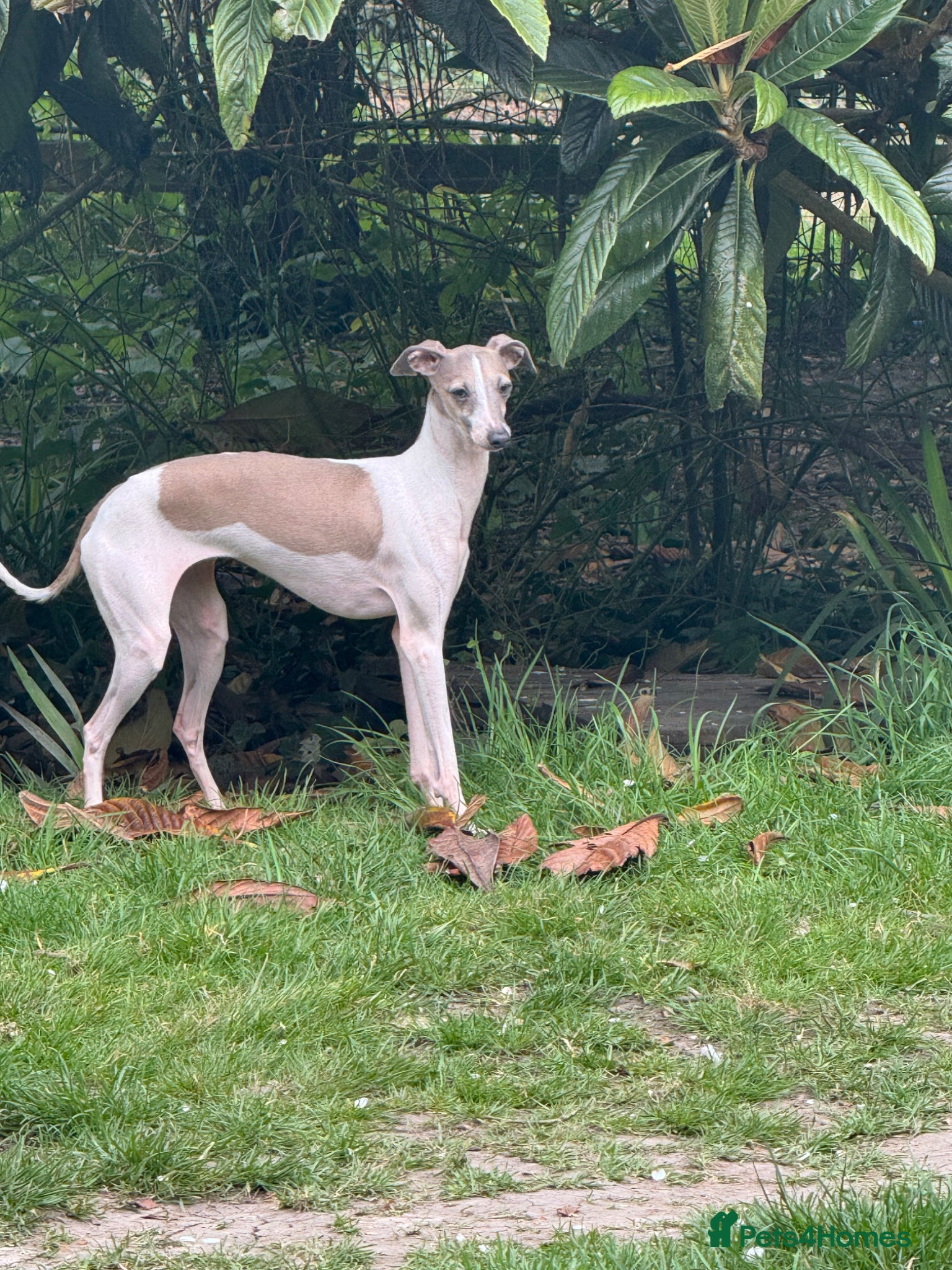 Italian Greyhound dogs Selling all my adult dogs.  - Advert 4