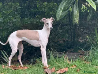 Italian Greyhound dogs Selling all my adult dogs. - Advert 4