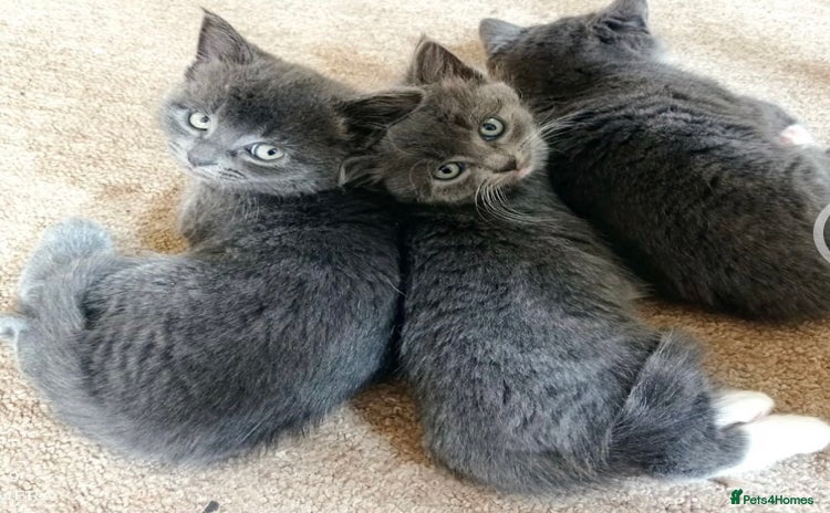Mixed Breed cats - Advert 1
