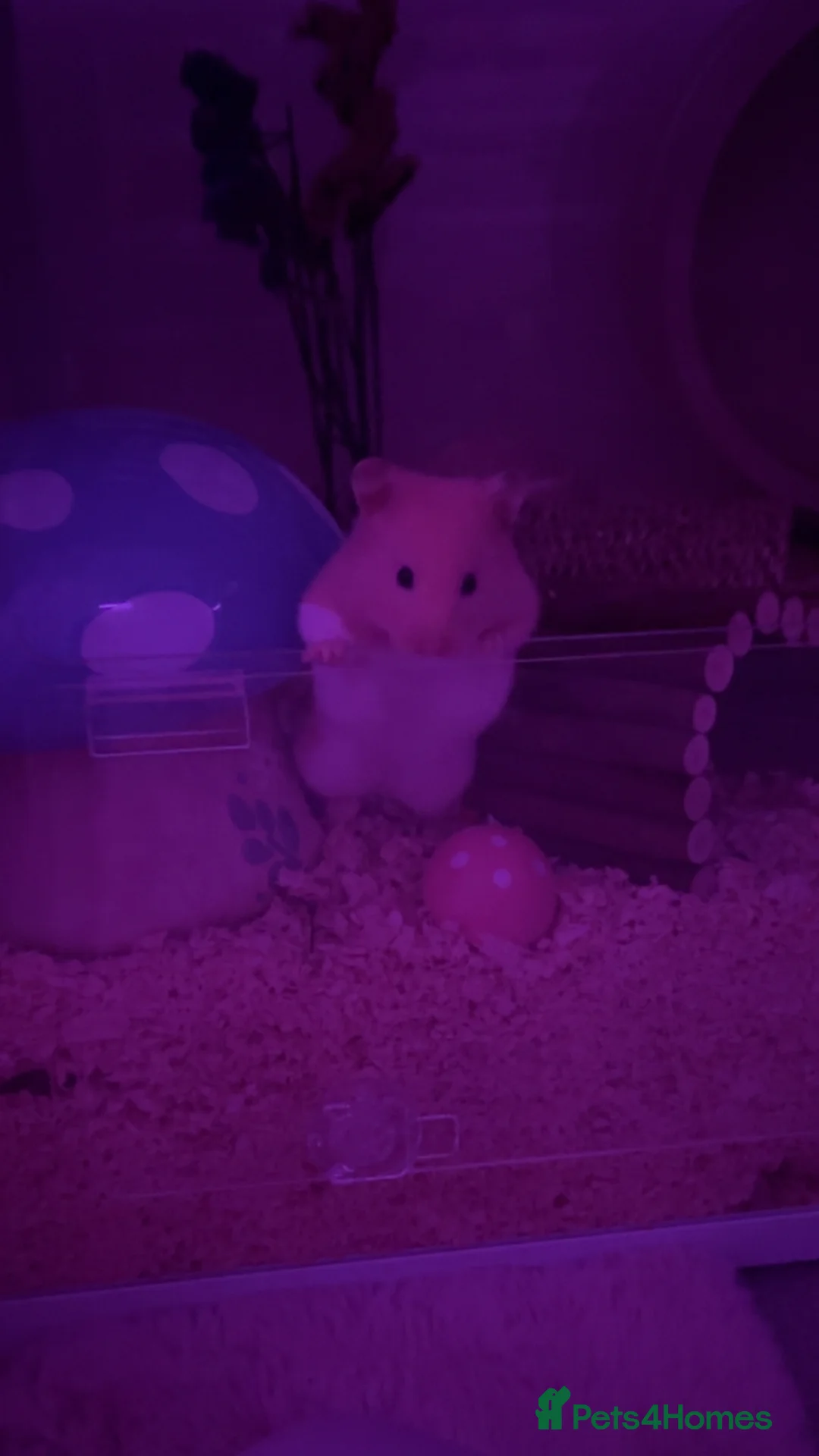 Hamster rodents for sale: Syrian male hamster in London - Advert 4