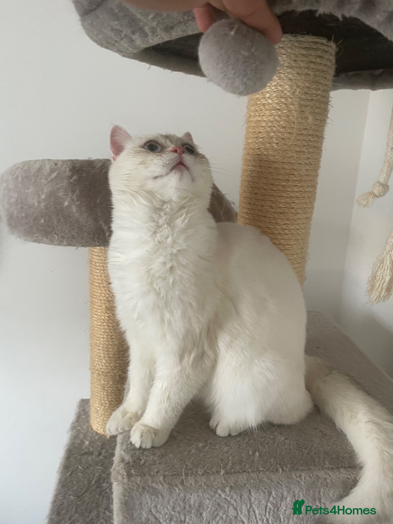 British Shorthair cats Beautiful White British Shorthair Female Blue Eyes - Advert 2