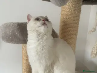 British Shorthair cats Beautiful White British Shorthair Female Blue Eyes - Advert 1
