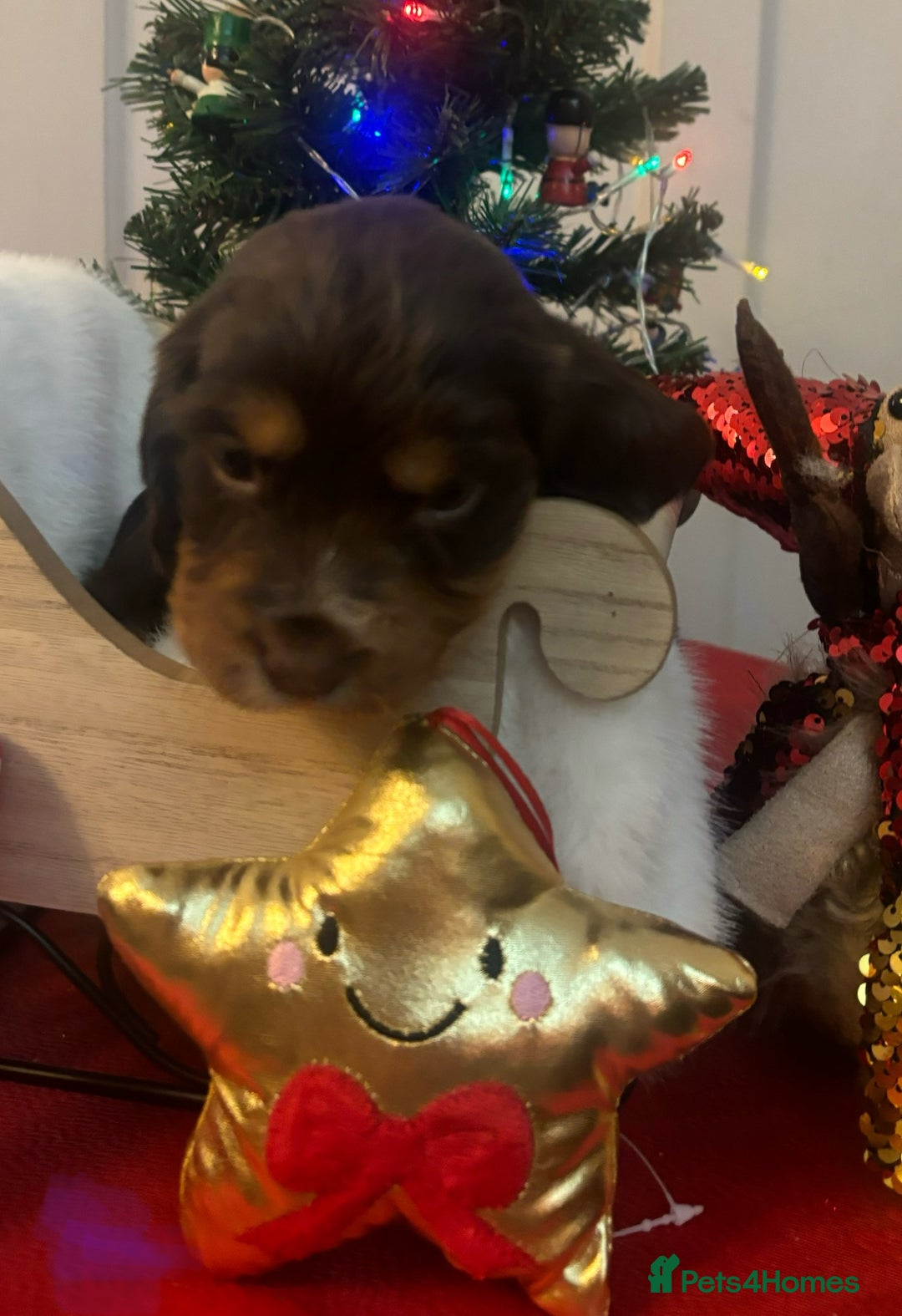 Cocker Spaniel dogs for sale: Beautiful Cocker Spaniel Puppies - Advert 10