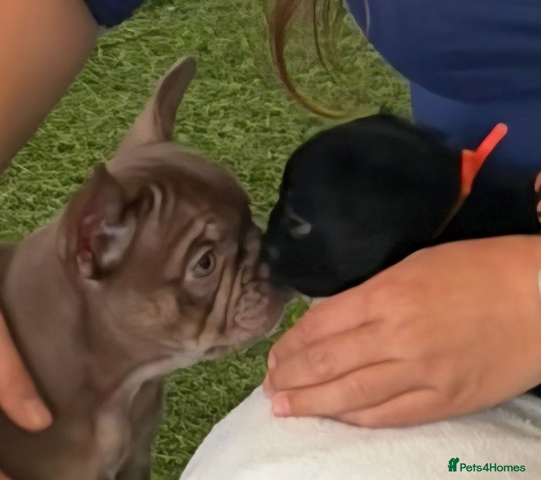 French Bulldog dogs Beautiful Rare Fluffy French Bulldogs  - Advert 8