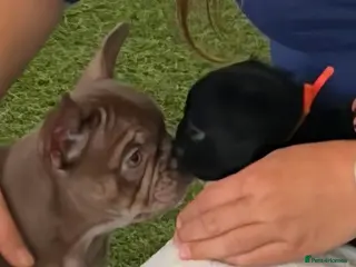 French Bulldog dogs Beautiful Rare Fluffy French Bulldogs - Advert 8