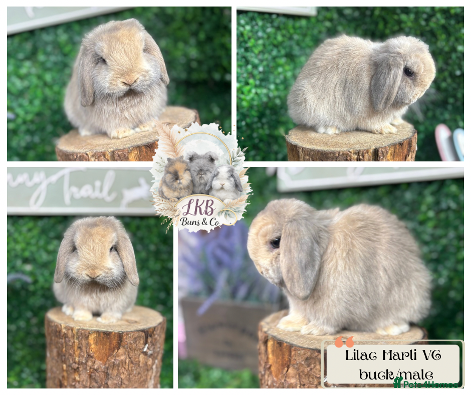 Mini Lop rabbits ✨PEDIGREE MINI LOPS✨ - Advert 18