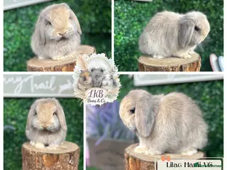 Mini Lop rabbits ✨PEDIGREE MINI LOPS✨ - Advert 9