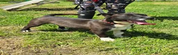 Mixed Breed dogs for adoption: RICHIE - CEO OF FUN & ADVENTURES 🐾 - Advert 2