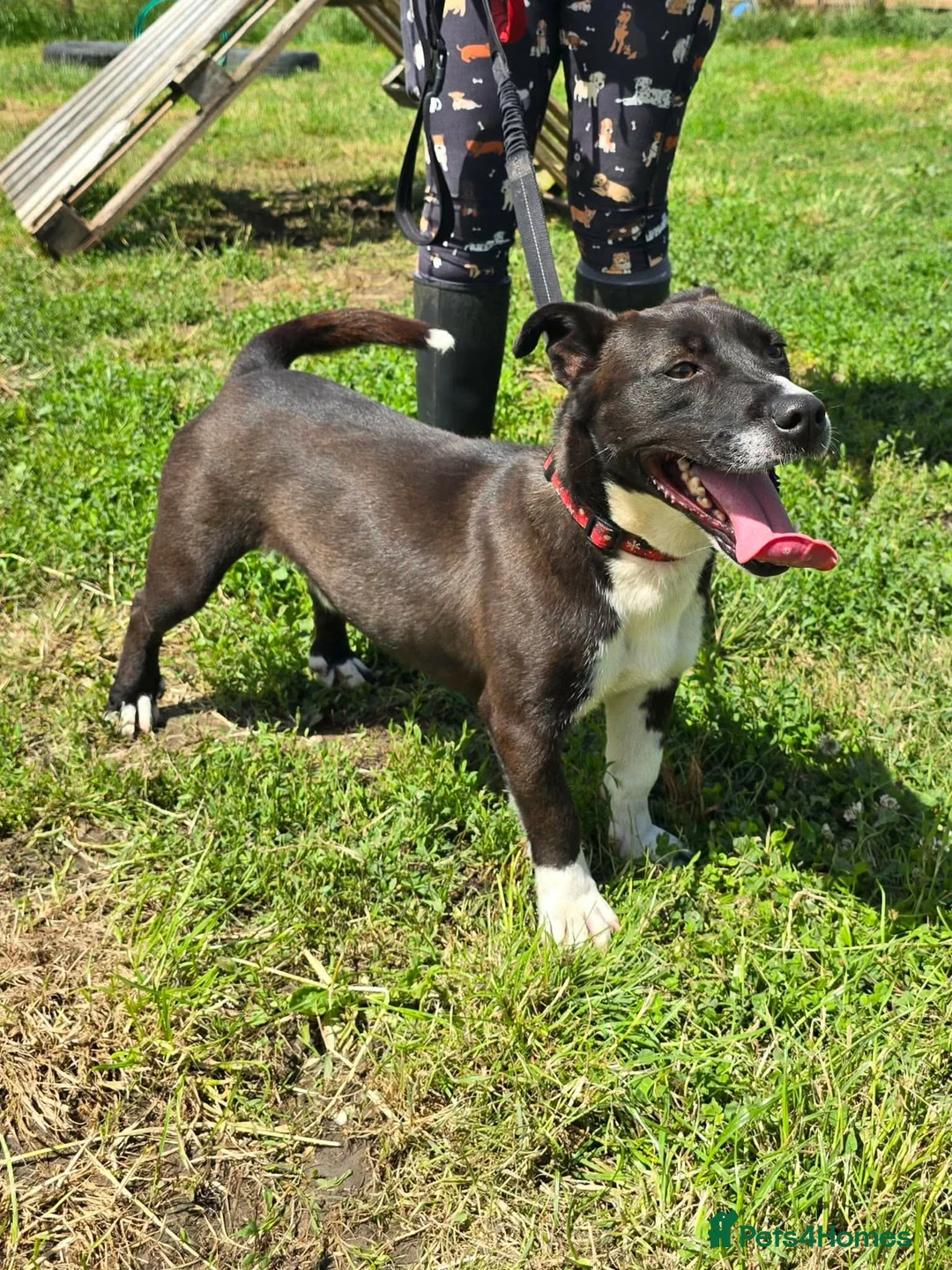 Mixed Breed dogs for adoption: RICHIE - CEO OF FUN & ADVENTURES 🐾 - Advert 2