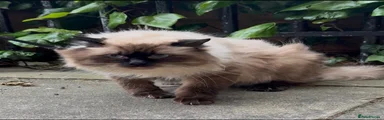 Ragdoll Kitten 2