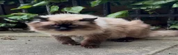 Ragdoll cats for sale: 3 Male Ragdoll cats looking for lovely families - Advert 2