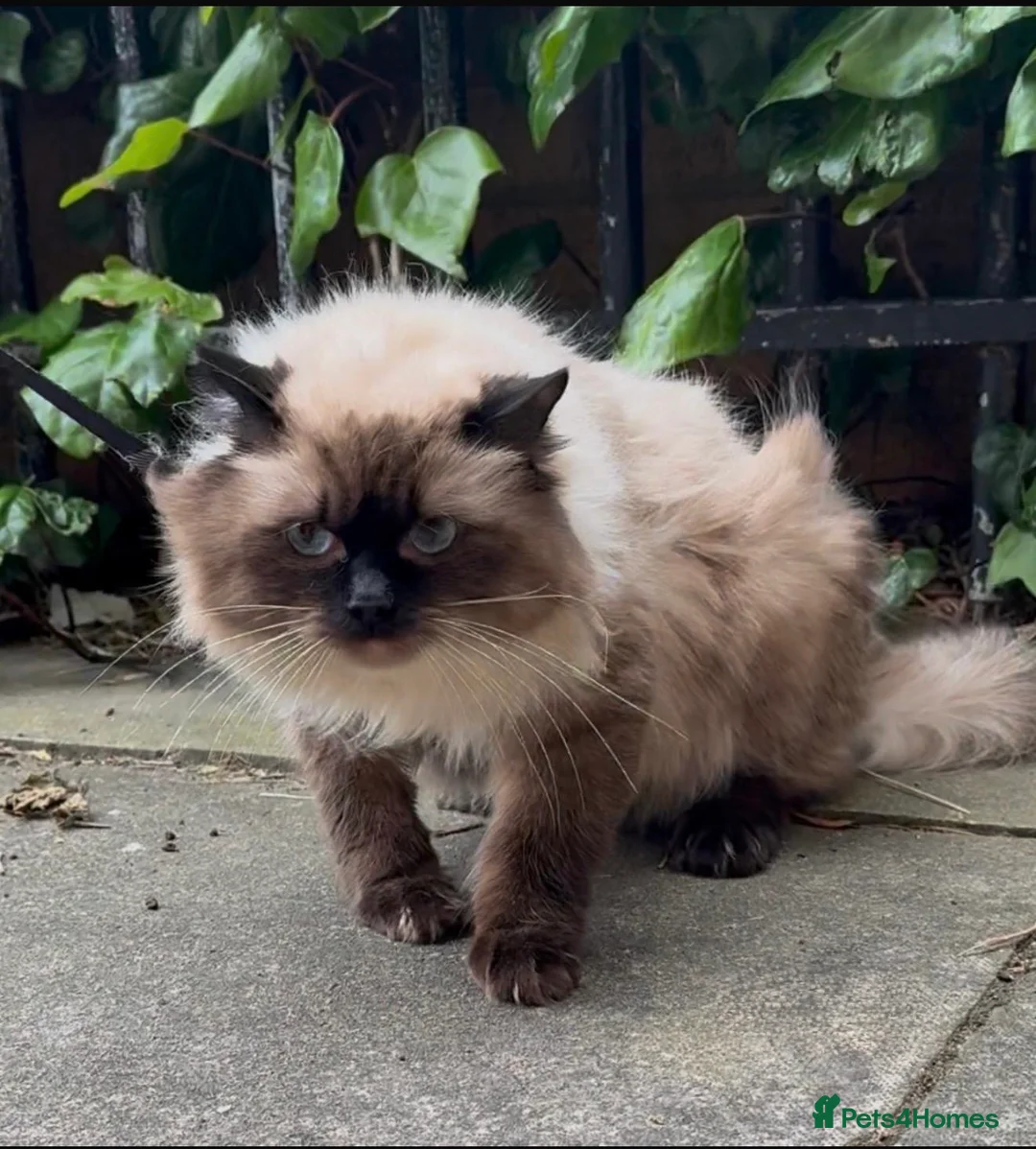 Ragdoll cats for sale: 3 Male Ragdoll cats looking for lovely families - Advert 2