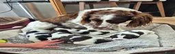 English Springer Spaniel dogs for sale: Pedigree working English Springer Spaniels  - Advert 22