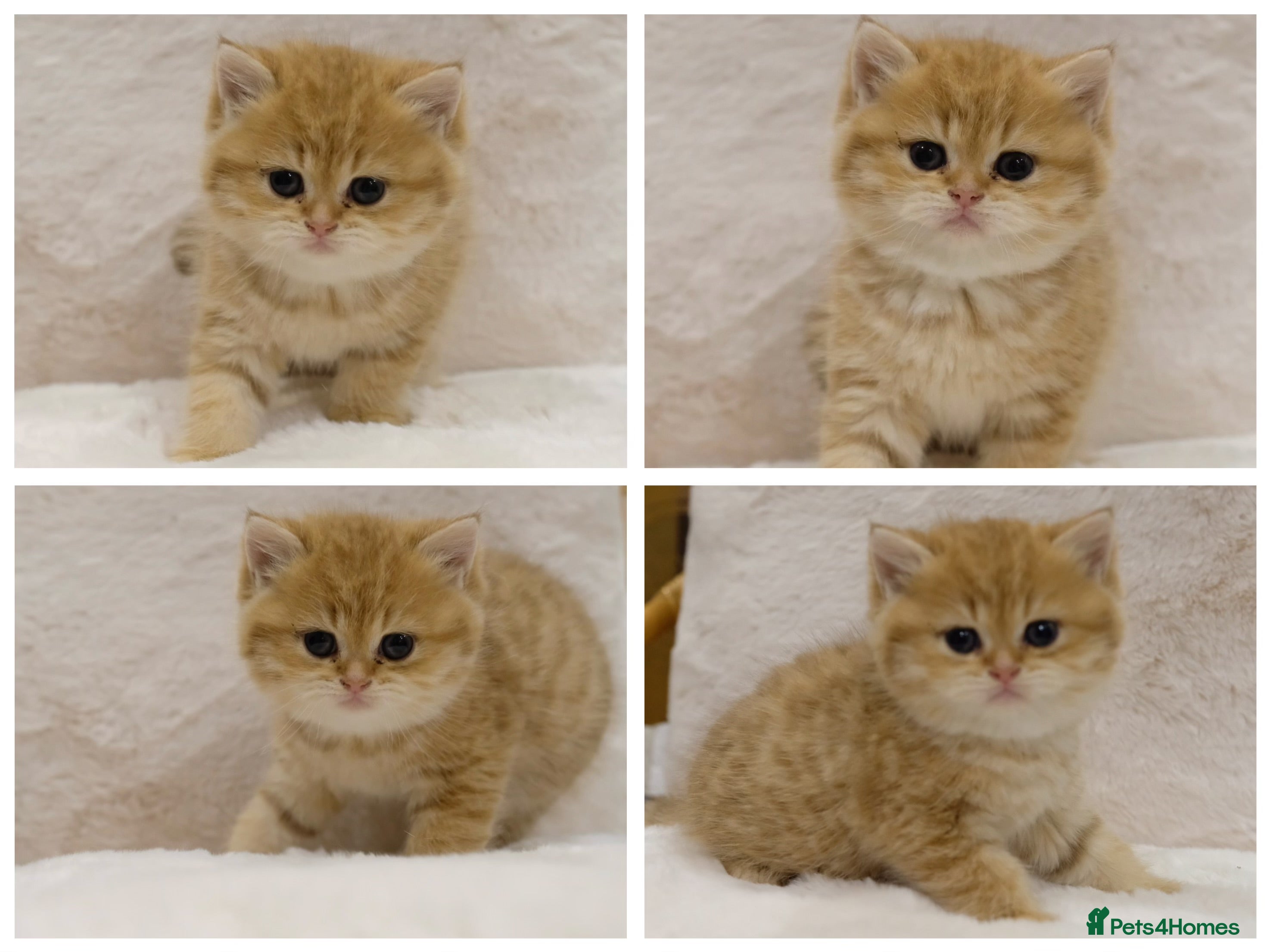 British Shorthair cats Adorable pedigree GOLDEN shorthair TICA registered - Advert 10