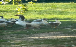 Geese poultry for sale: Baby Geese (8 available) - Image 6