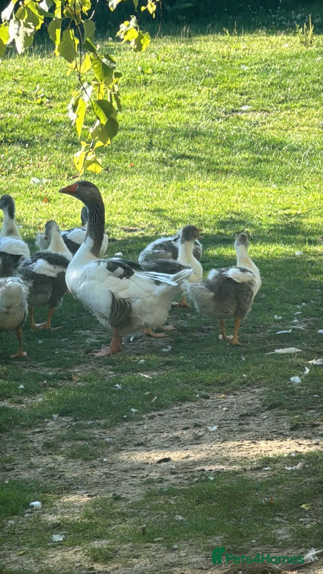 Geese poultry for sale: Baby Geese (8 available) - Image 6