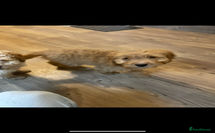 Cockapoo dogs 1 female Cockapoo puppy for sale - Advert 15