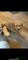 Cockapoo dogs 1 female Cockapoo puppy for sale - Advert 11