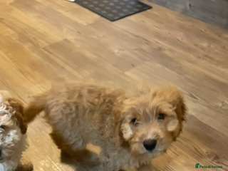 Cockapoo dogs 1 female Cockapoo puppy for sale - Advert 15