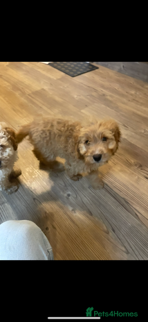 Cockapoo dogs 1 female Cockapoo puppy for sale - Advert 15