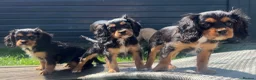 Cavalier King Charles Spaniel dogs for sale: beautiful cavalier King Charles puppies  - Advert 5