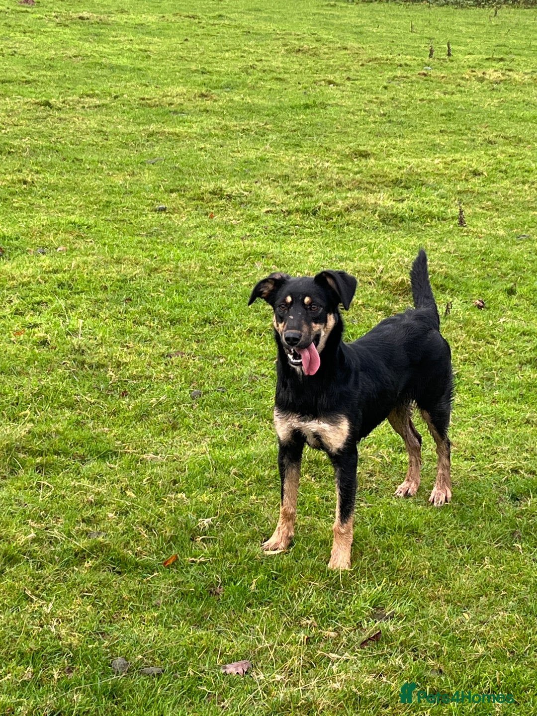 Huntaway dogs for sale: Peggy - Advert 3