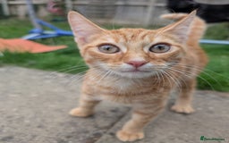British Shorthair cats for sale: Adventurous Ginger Tom  looking for a forever home - Image 2