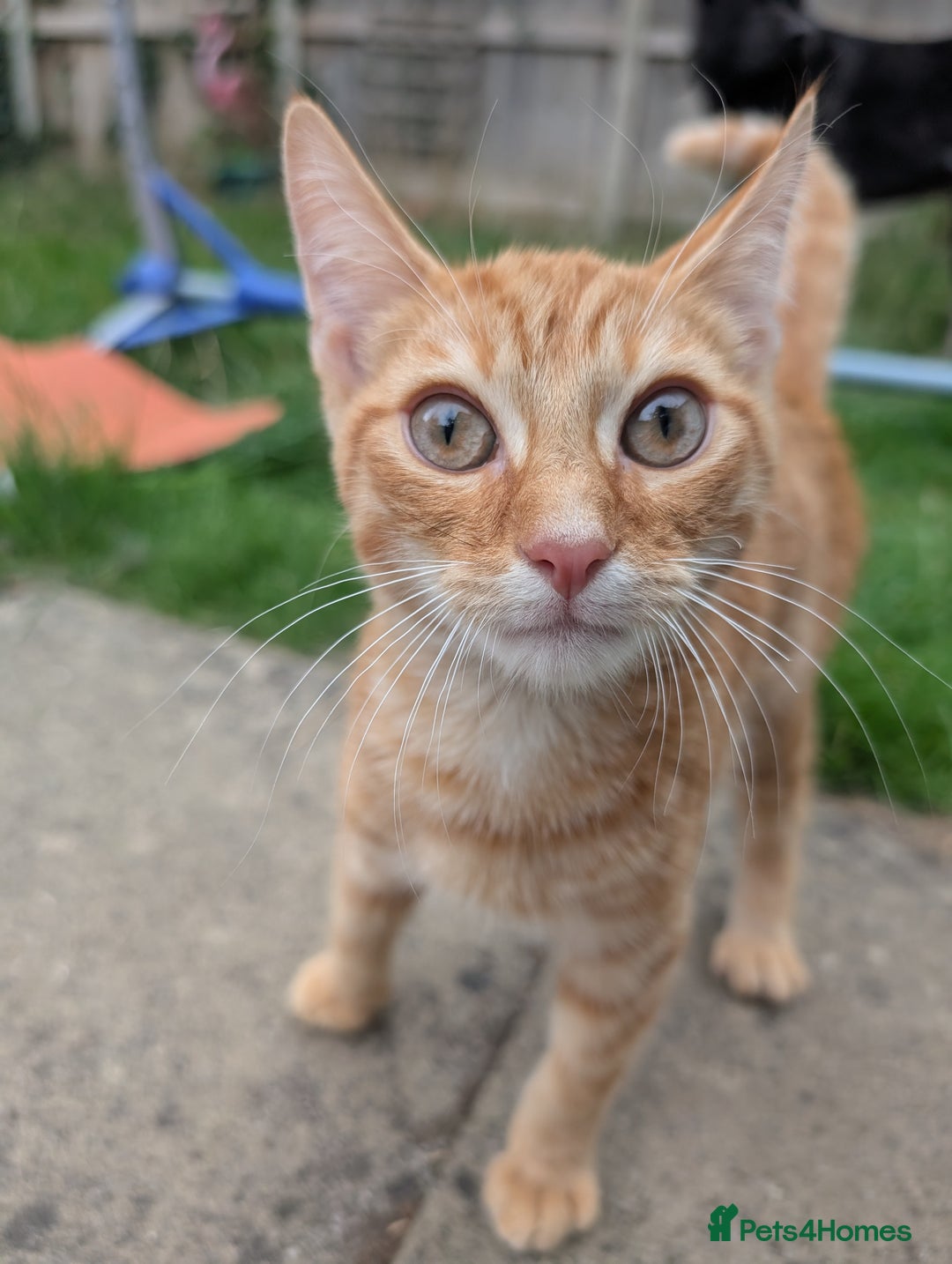 British Shorthair cats for sale: Adventurous Ginger Tom  looking for a forever home - Image 2