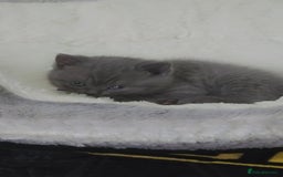 British Shorthair cats for sale: British shorthair  - Image 3