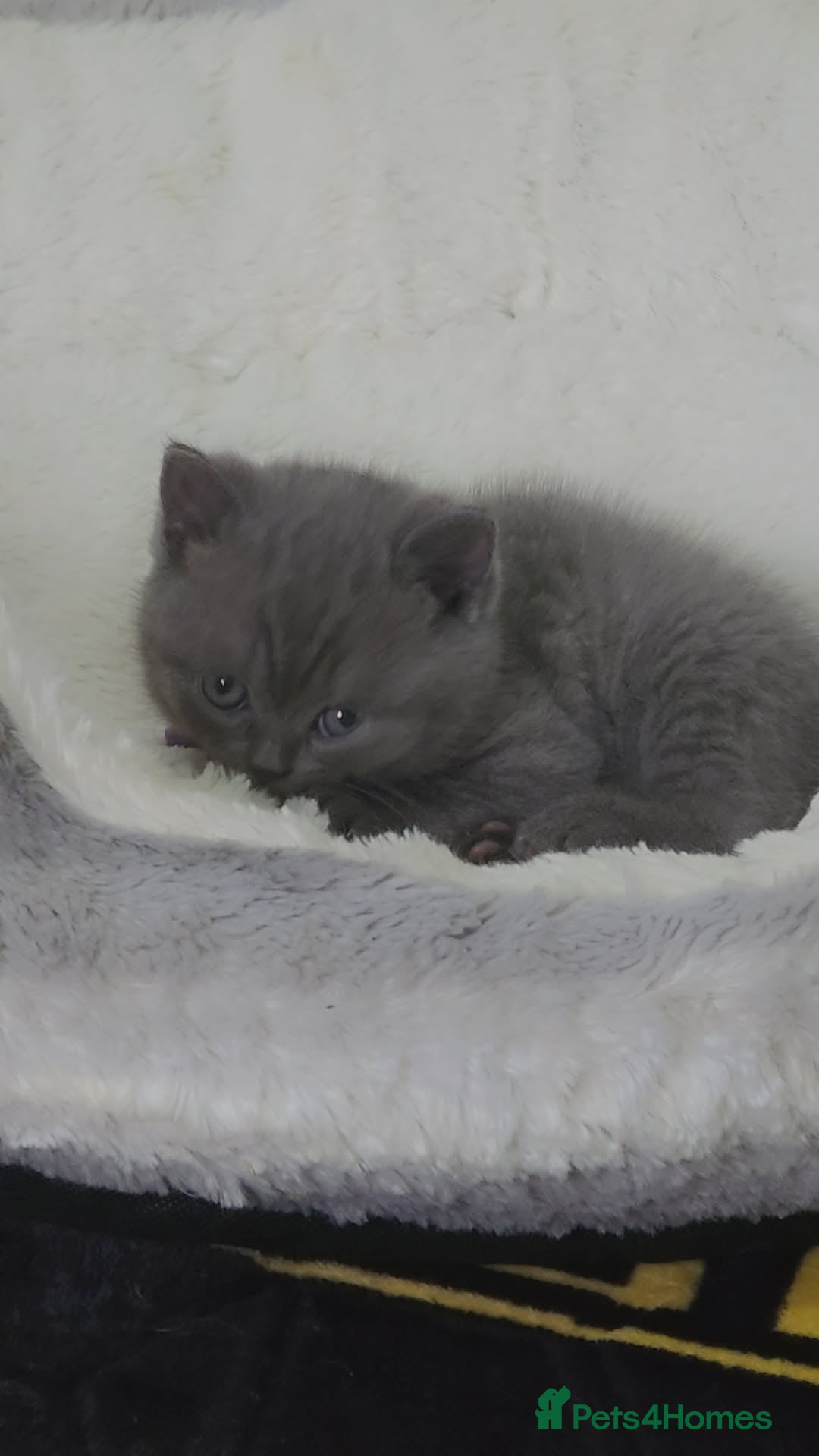 British Shorthair cats for sale: British shorthair  - Image 3