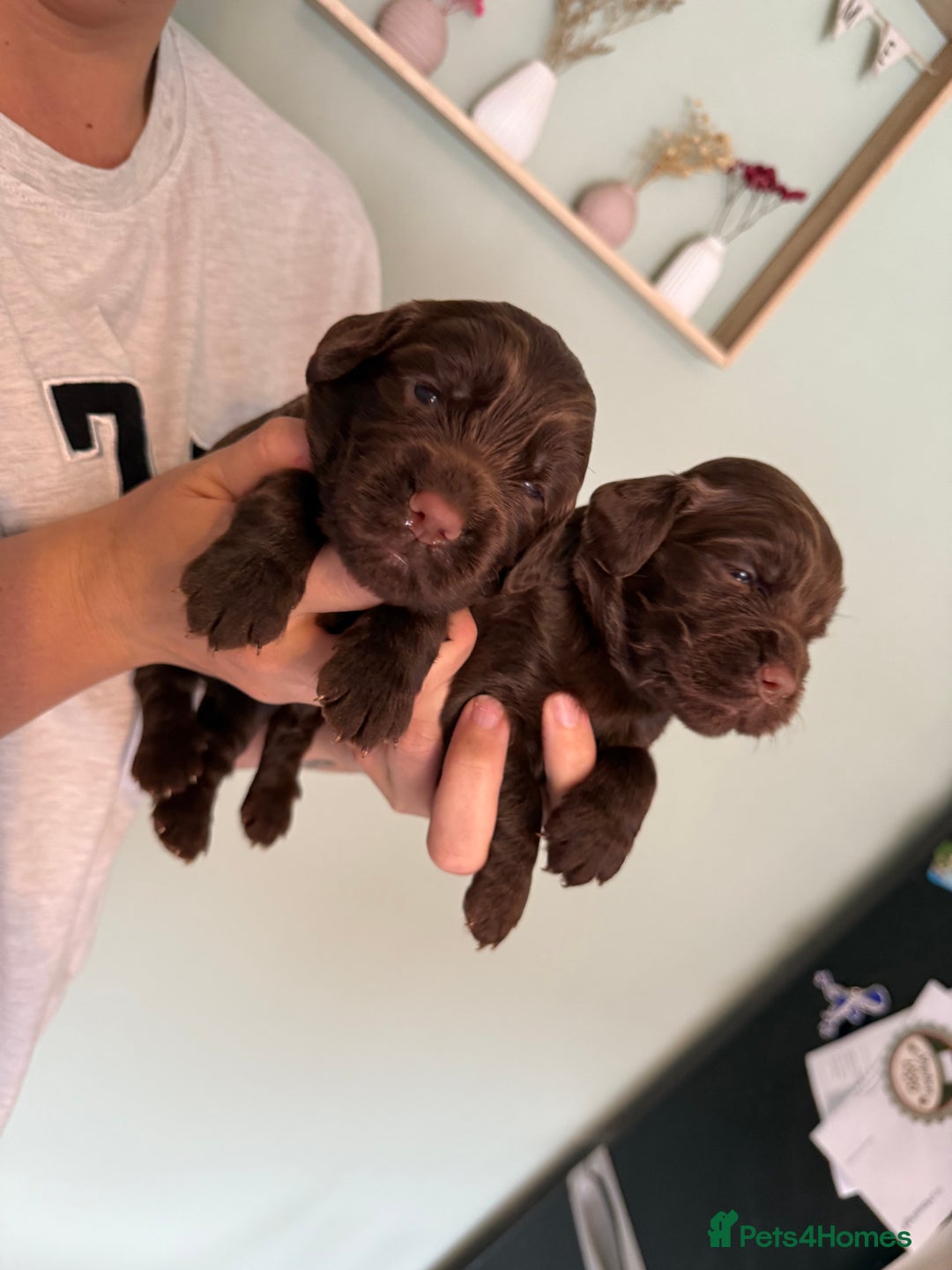Sprocker dogs for sale: Beautiful Sprocker puppies  - Image 6