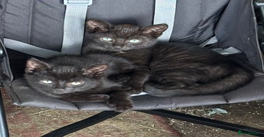 Mixed Breed cats - Advert 5