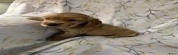 Cocker Spaniel dogs for sale: Show cocker spaniel puppies  - Advert 15
