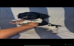 Cocker Spaniel dogs for sale: Ready to leave  - Image 1